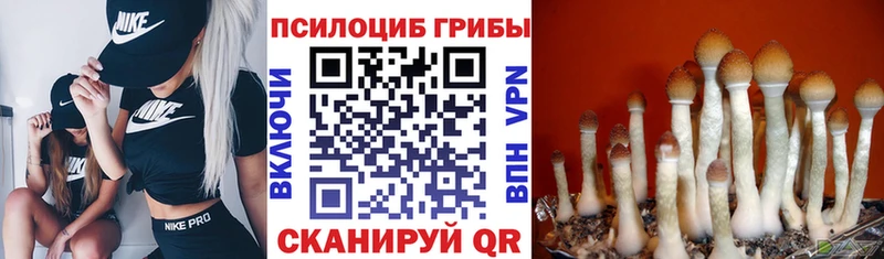 Псилоцибиновые грибы Psilocybine cubensis Ивантеевка